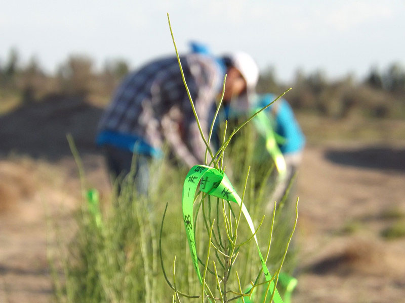 7��14�����磬��ҁ�(l��i)�������֌���ٛ(z��ng)�ߵľG�z��ϵ��������������ͽz�����(y��ng)�����ҫ���W���Gɫ�Ĺ�â��