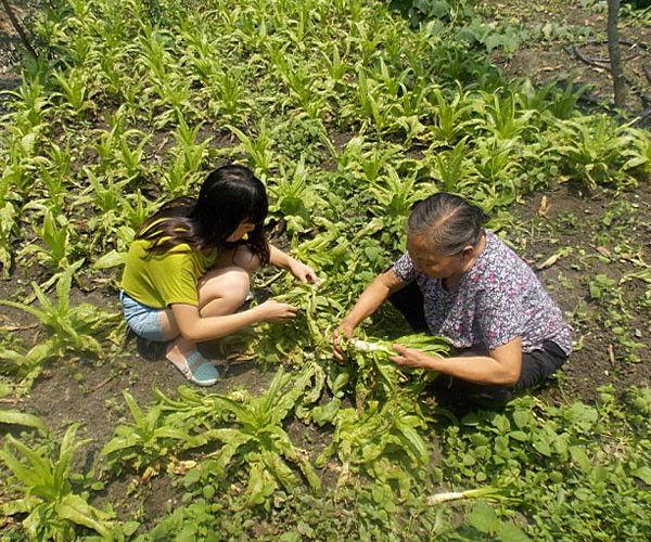 ��������æ�_�y��ժ�Ĳ˲��ϸ�ժ��Ч�ʵ�����(j��ng)�^(gu��)������Ϥ��ָ��(d��o)���ܿ��(du��)�T���M(j��n)���ˠ�B(t��i)��