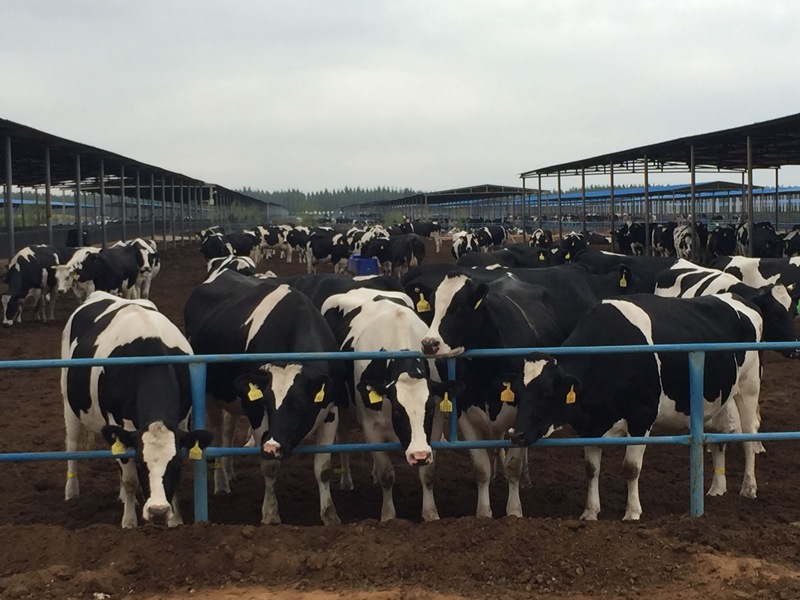 ���w��ɳĮ�ｨ�O(sh��)����ţ��(ch��ng)��