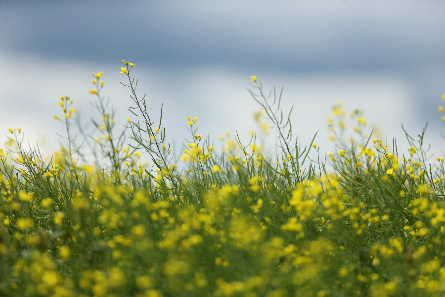 ���ô��r(n��ng)���Ͳ˻�ʢ�_(k��i)