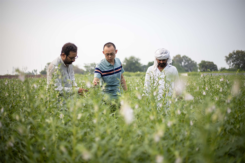 中巴經(jīng)濟走廊農(nóng)業(yè)合作中心芝麻種植園（拉合爾）。（人民網(wǎng)記者 薛丹攝）