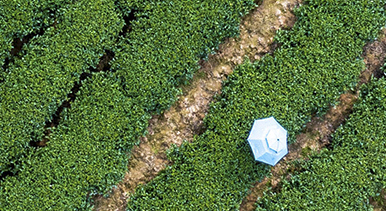 貴州從江：春茶開採