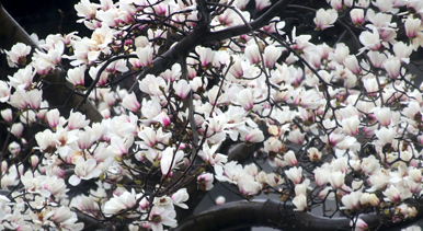 玉蘭花開春滿園 姑蘇賞春赴此間