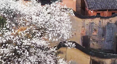 春花綻放，田園古韻詩意滿滿